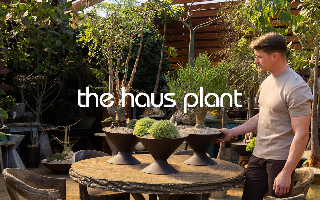 Modernica Partners with The Haus Plant