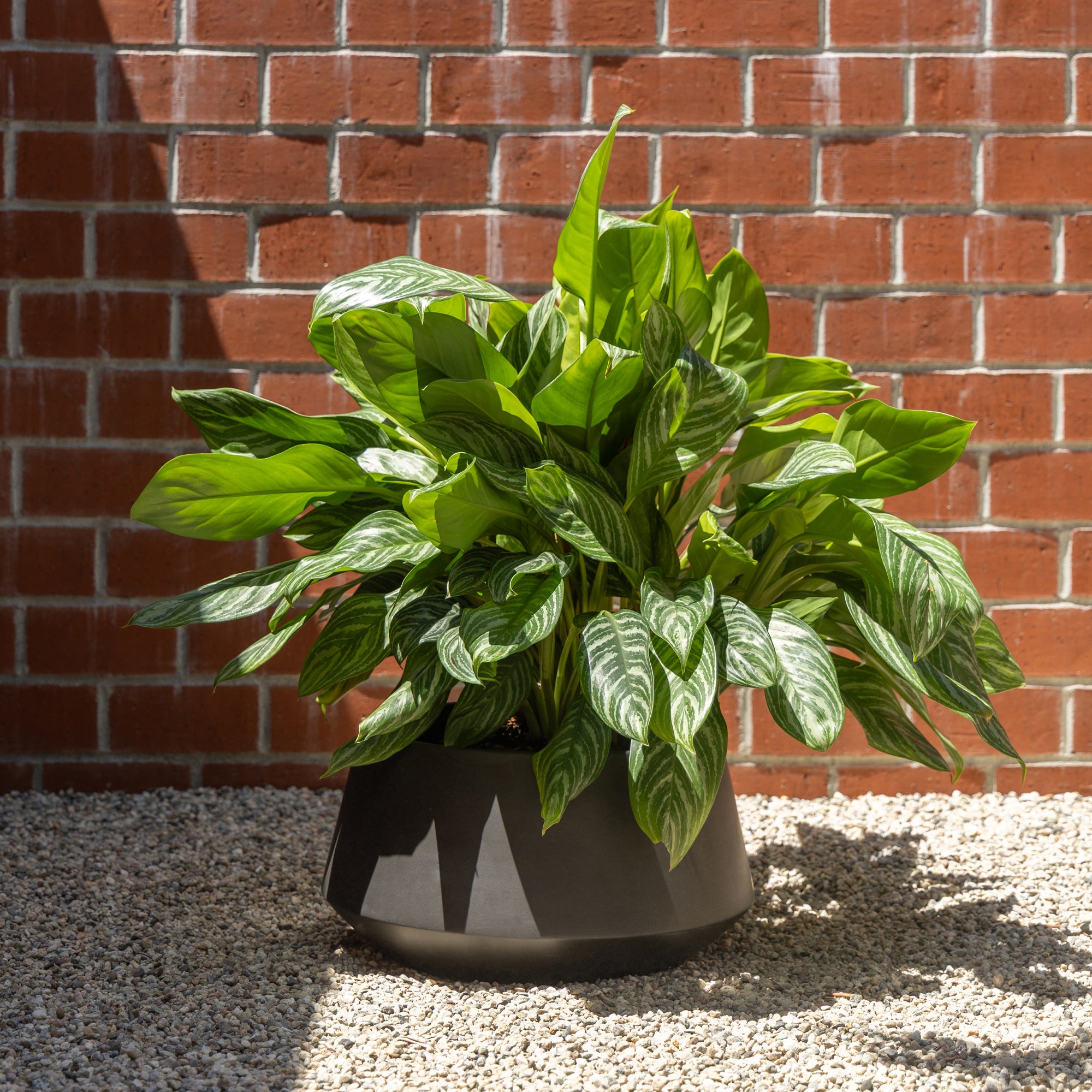 Case Study® Diamond Planter