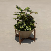 Ceramic Pebble Wood Stand