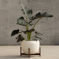 Ceramic White Wood Stand